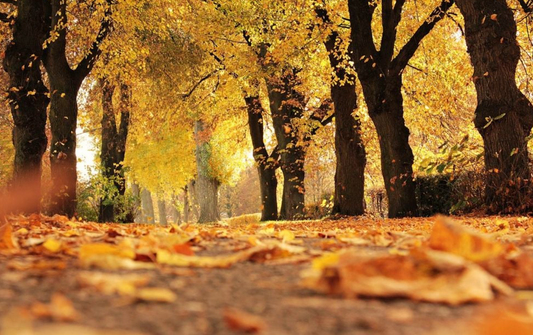 De mooiste camperroutes in de herfst